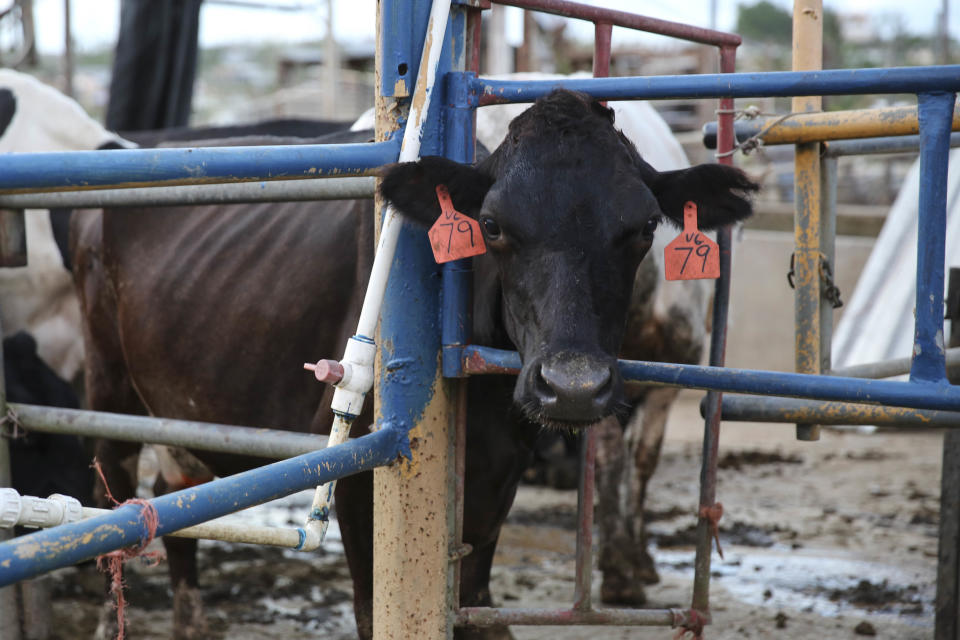 A cow at Rub&eacute;n Gonz&aacute;lez Echevarr&iacute;a's dairy farm in&nbsp;Arecibo. (Photo: Carolina Moreno/HuffPost)