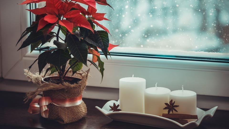 red poinsettia, traditional christmas flower and candles on the windowsill of a winter window