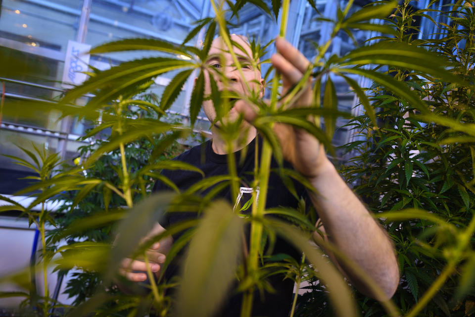 University of Connecticut grad student Peter Apicella works with a cannabis plant in a UConn greenhouse growing THC-free hemp. UConn began teaching a marijuana horticulture class this semester. (Mark Mirko/Tribune News Service via Getty Images via Getty Images)