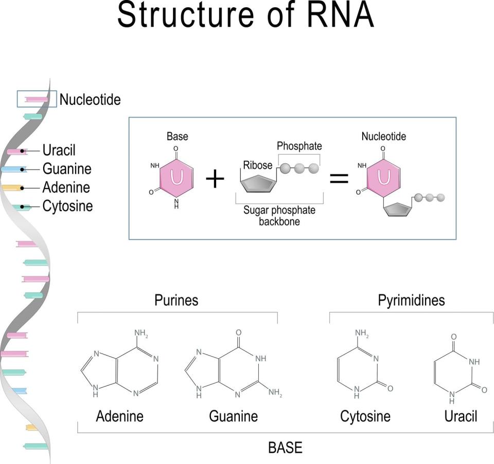 <span class="caption">Every building block of DNA is made from three parts: a sugar, a base (A, C, G, or T) and a phosphate group. Every building block of RNA is made from (A, C, G, or U).</span> <span class="attribution"><span class="source">ttsz / Getty Images</span></span>