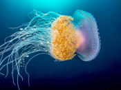 <p>A rainbow colored crown jellyfish swims near Protea Banks. (Pier A. Mane/Caters News)</p>