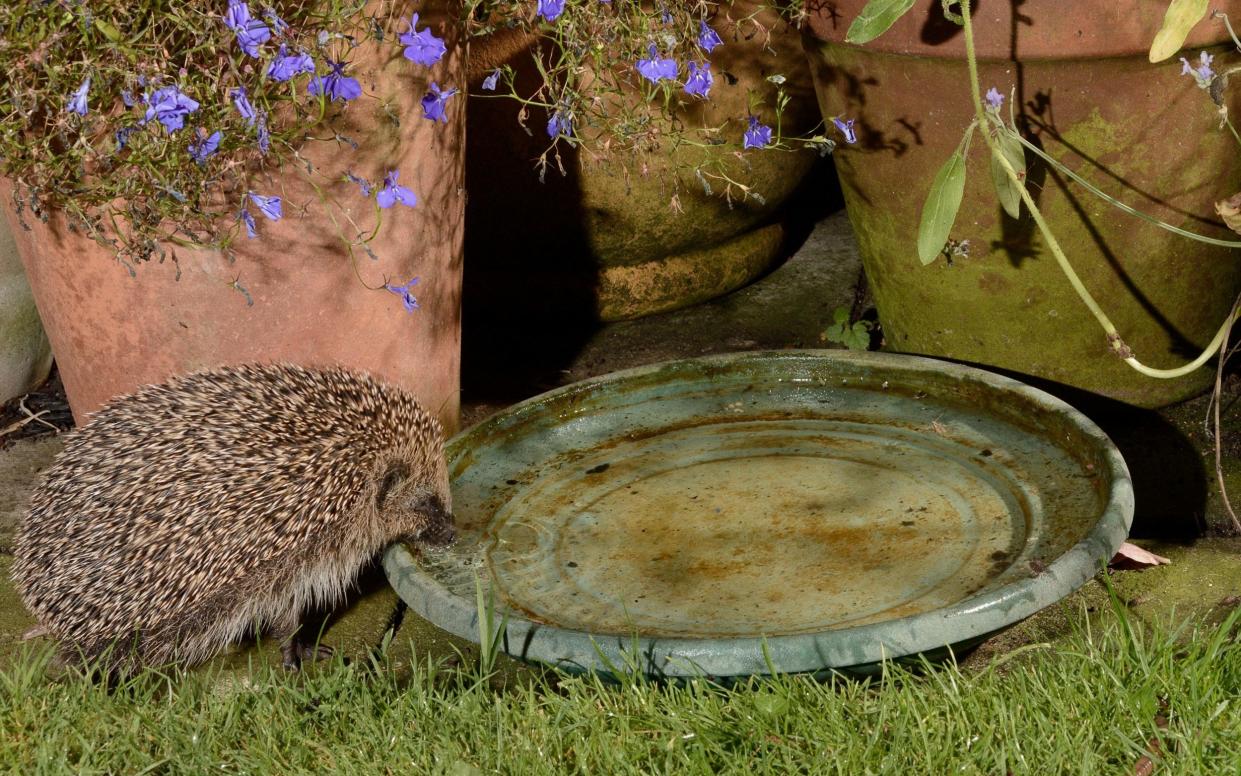 A hedgehog drinking from a water bowl