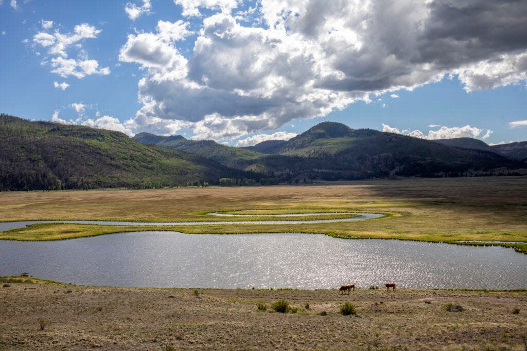 Cows graze along the ribbon of the Rio Grande in Mineral County, Colorado, as it flows downstream from the San Juan Mountains.