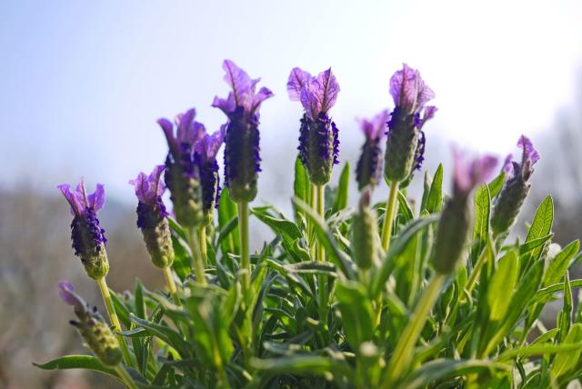 close up of purple flowering french lavender