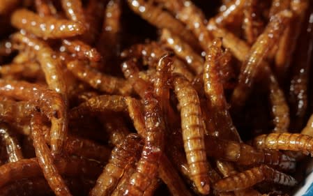 Cooked cricket larvae are pictured in the house of the biologist Federico Paniagua who is promoting the ingestion of a wide variety of insects, as a low-cost and nutrient-rich food in Grecia