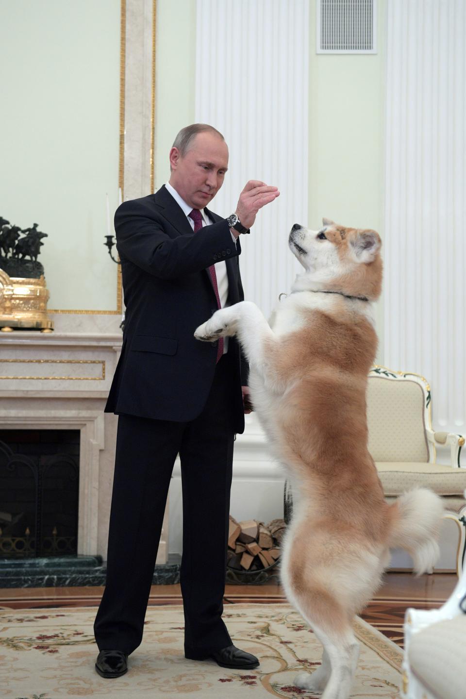 Vladimir putin dog
