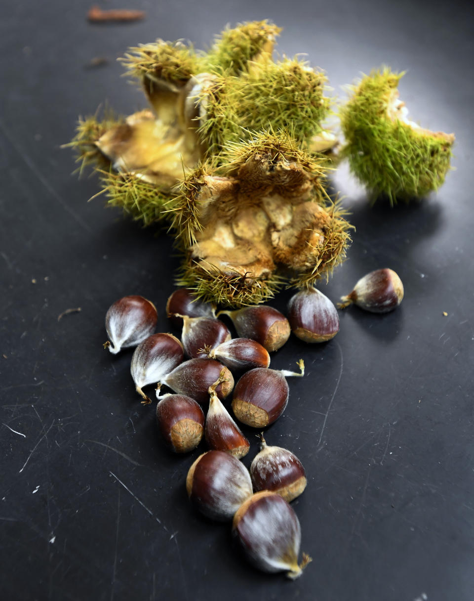 Genetically modified chestnuts lay near the burs they came from in a lab at the State University of New York's College of Environmental Science & Forestry in Syracuse, N.Y., Monday, Sept. 30, 2019. The ESF American Chestnut Research & Restoration Project researchers have been able to add a gene to American chestnuts that give the trees resistance to a blight that decimated the trees in the 20th century. (AP Photo/Adrian Kraus)