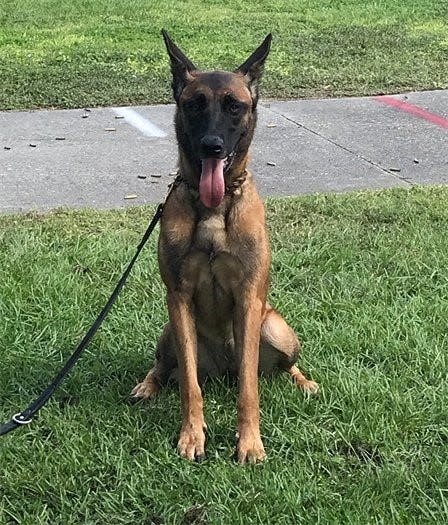 K9 Zena was found dead in a police vehicle June 23.