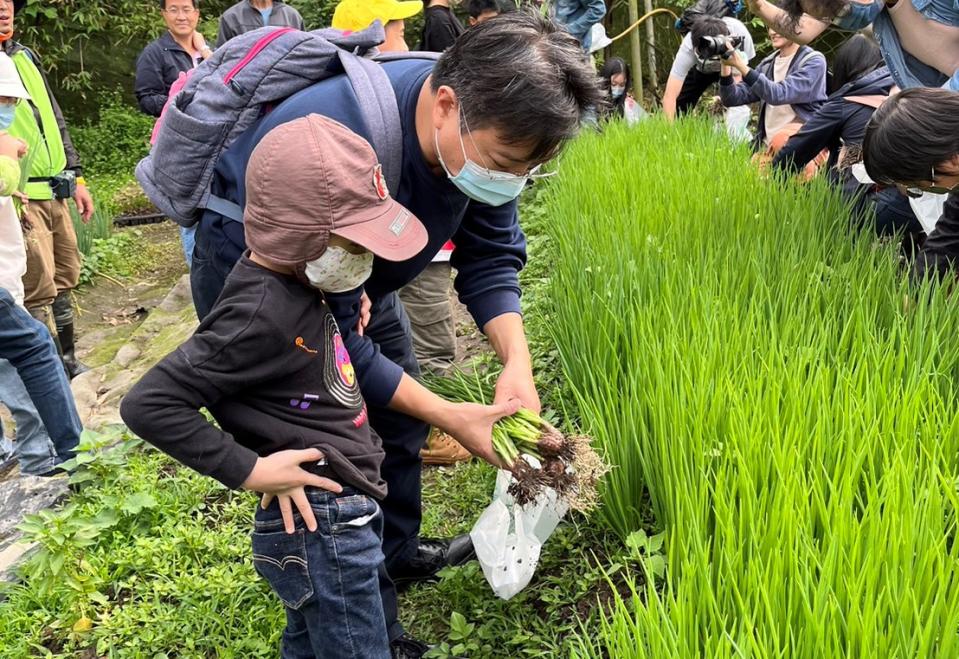 家長與小孩一同體驗摘採珠蔥。   圖：新北市農業局提供