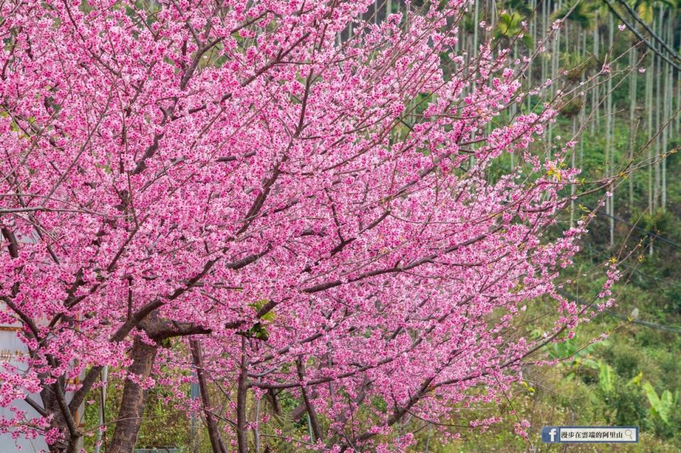 由於寒櫻盛開過程會有三種顏色的變化，因此也有「三色櫻」的名稱。   圖：取自漫步在雲端的阿里山臉書