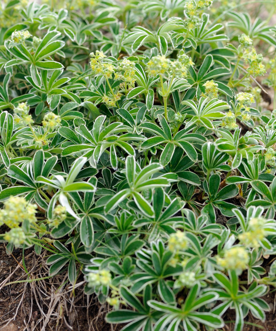 10. Alchemilla alpina