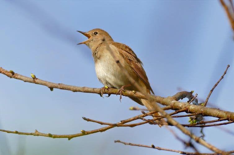A nightingale sings on a branch