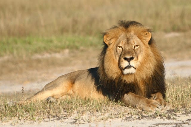 Zimbabwe suspends big game hunting after Cecil the lion's death