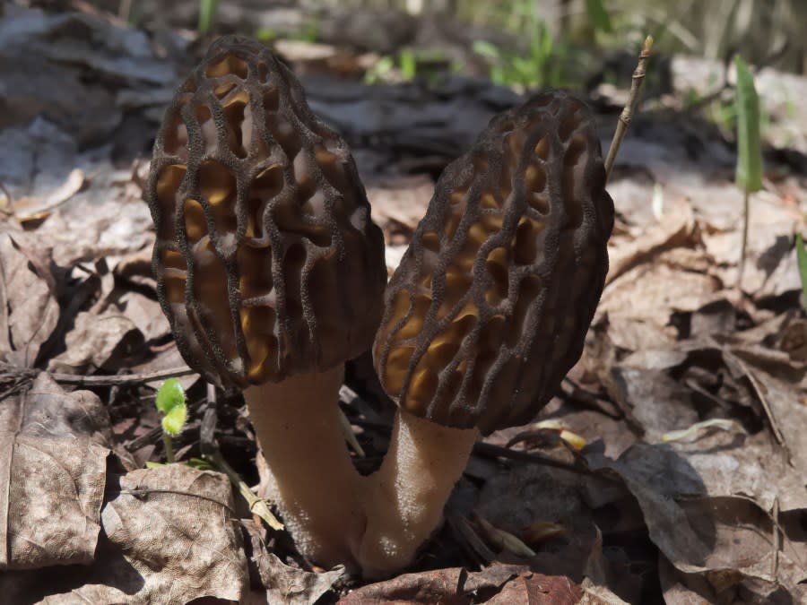 Close-up of two black morel mushrooms (Morchella conica)