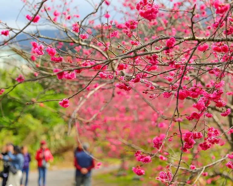 ▲三星鄉的櫻花公園已盛開，成林的櫻花美不勝收，是春遊泡湯賞花的絕佳去處（圖／卡夫卡愛旅部落格提供）