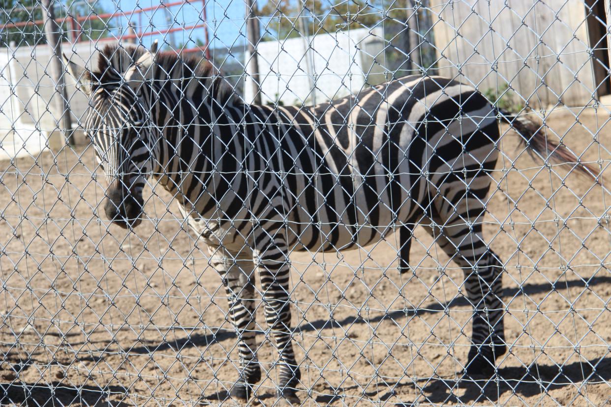 Nature's Creek Zoo in Woodbridge Township is home to Hillsdale County's only zebra.