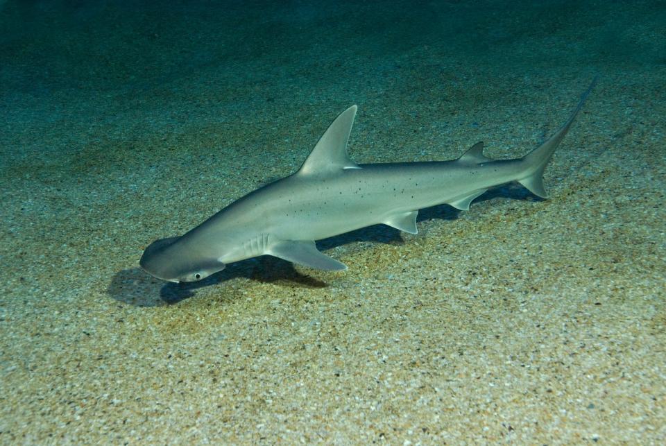 A picture shows a bonnethead shark, swimming close to the sandy bottom of the water.