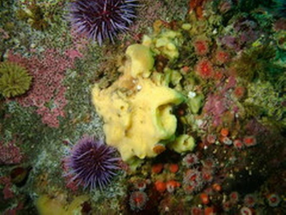 Marine biologists have discovered a dozen new species of sea sponges at the Monterey Bay National Marine Sanctuary off California.