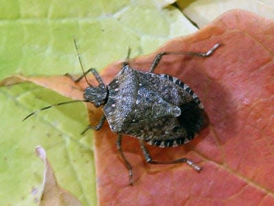 The brown marmorated stink bug is a nuisance to homeowners, but the real threat could be to crops.