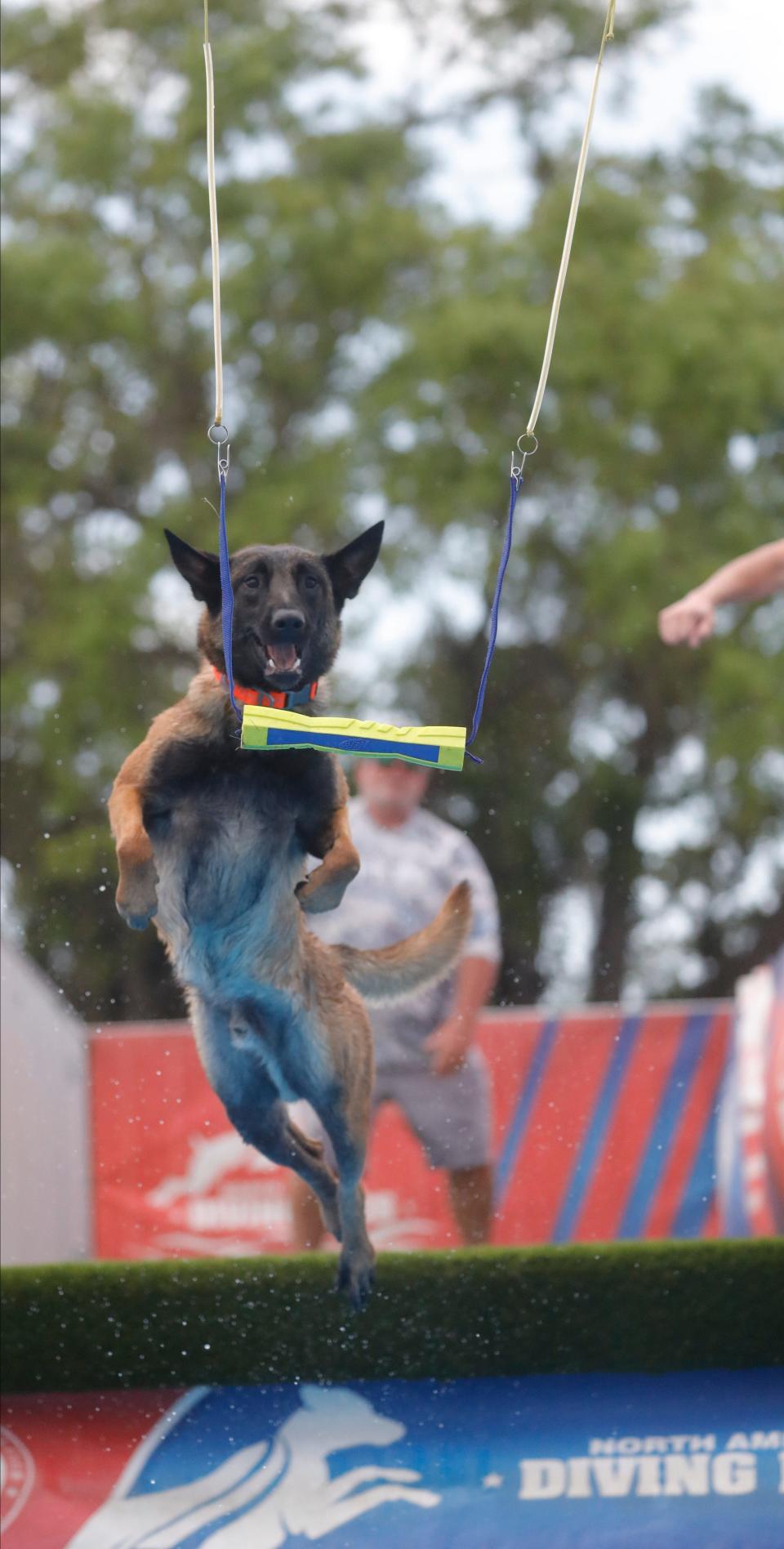 The Greater Fort Myers Dog Club hosted its annual dog show in March this year with more than 100 dog breeds competing for ribbons and trophies at Lee Civic Center. The event also included dock diving competitions, fast CAT (Coursing Ability Test) racing and more.