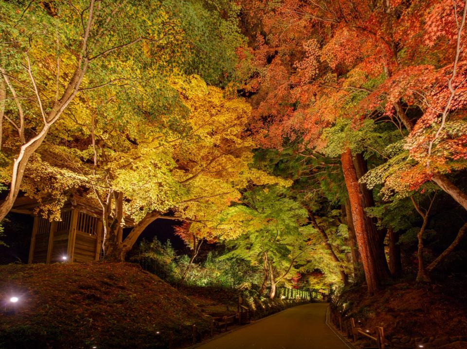 日本紅葉2022丨9大隱世紅葉景點推介！福岡寶滿宮竈門神社/岩手中尊寺/奈良岡寺/長野松原湖