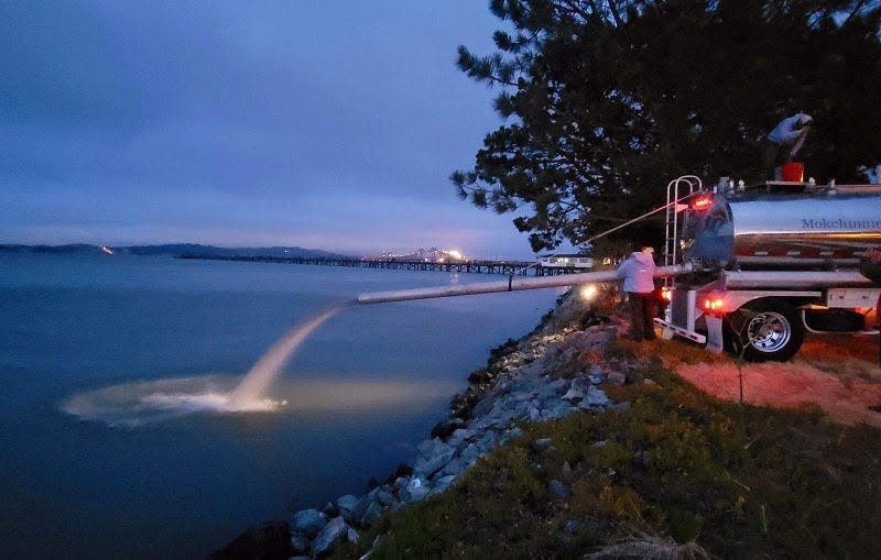 The California Department of Fish and Wildlife released 23 million juvenile fall-run Chinook salmon this year, including these salmon smolts released into San Francisco Bay.