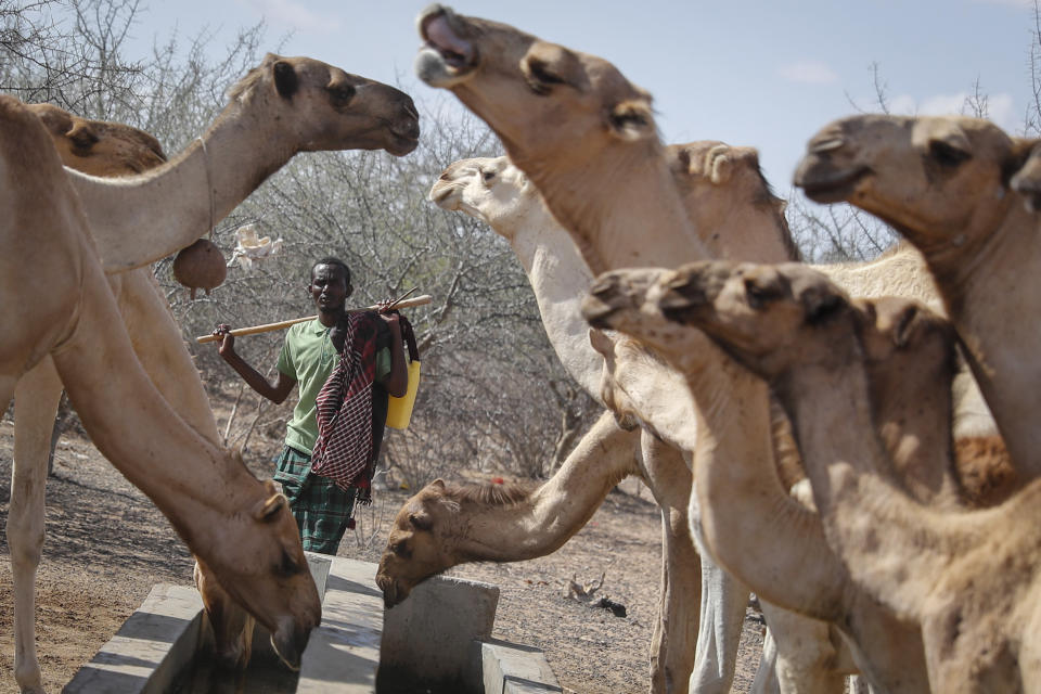 A herder tends to his camels as they drink from a water point in the desert near Dertu, Wajir County, Kenya Sunday, Oct. 24, 2021. As world leaders address a global climate summit in Britain, drought has descended yet again in northern Kenya, the latest in a series of climate shocks rippling through the Horn of Africa. (AP Photo/Brian Inganga)