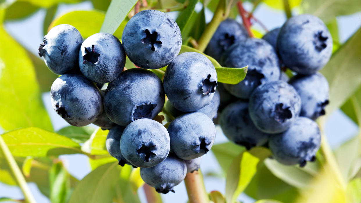  Blueberries on a shrub. 