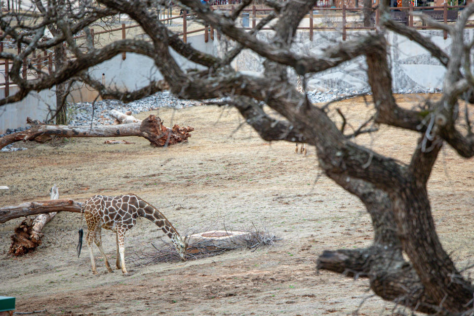 Giraffes are pictured at the Oklahoma City Zoo, on Tuesday, Feb. 27, 2024.