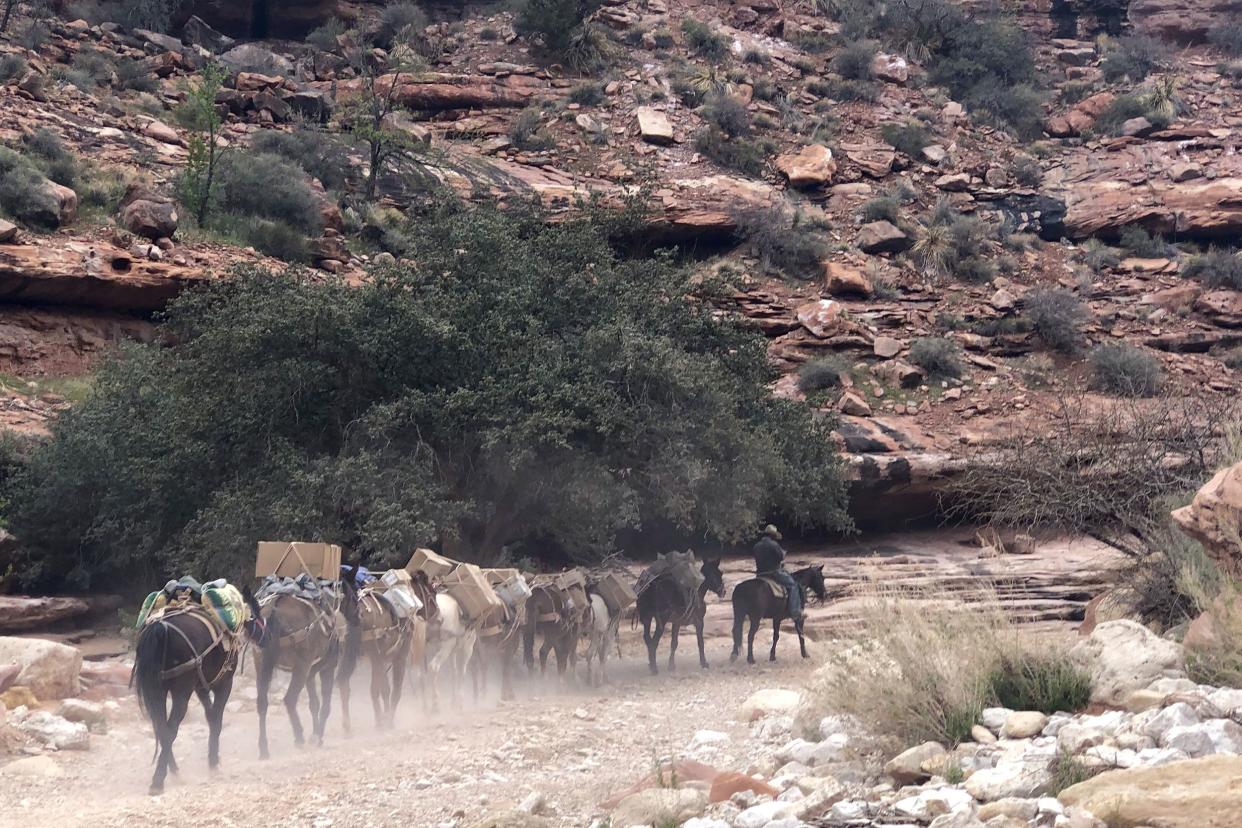 mail being delivered by horse, Supai, Arizona