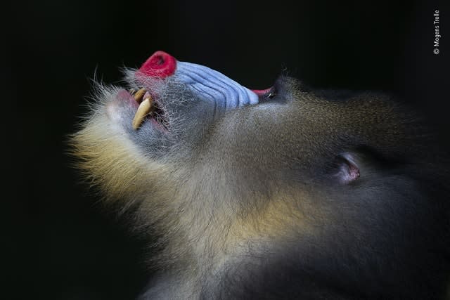 An 'alpha' mandrill