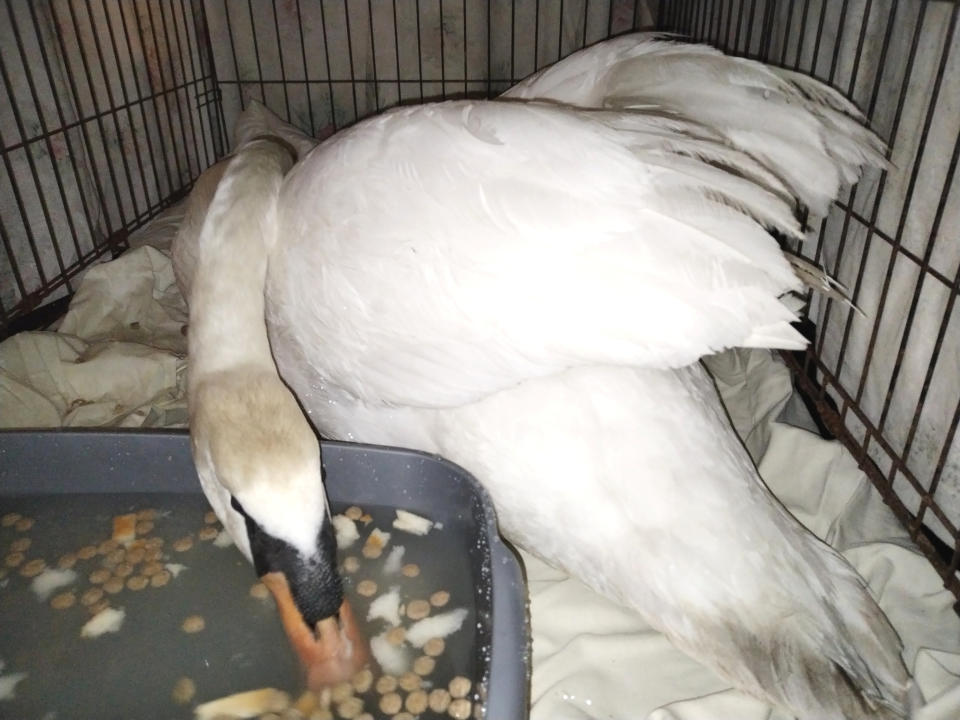 The male swan was given the all clear by the vets after suffering a minor injury. (swns) 

 
