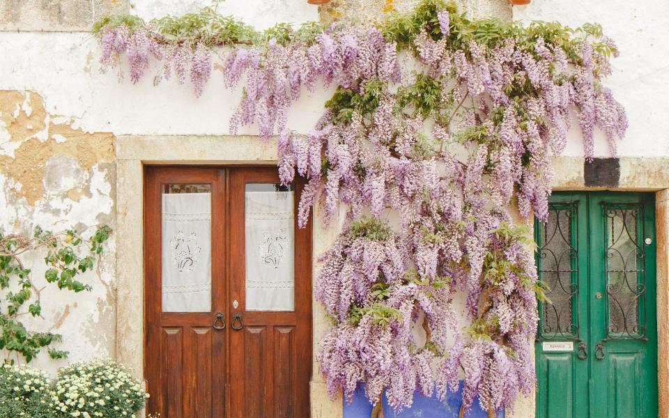 Wisteria on the streets of Obidos - Getty
