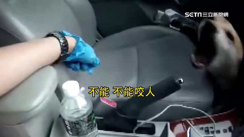 柴犬跳上報案民眾的車不願離開。