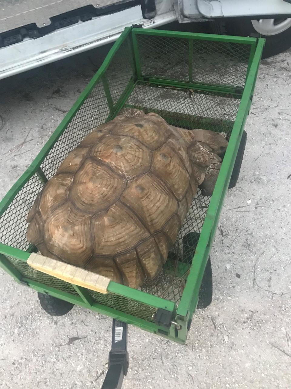 A roughly 100-pound sulcata tortoise was rescued in Martin County recently and taken to the Treasure Coast Wildlife Center in Palm City.