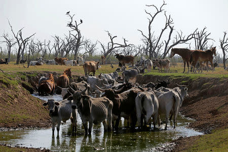 Cows stand in a saltwater pond to refresh themselves at the Agropil ranch in Boqueron, Paraguay, August 14, 2016. REUTERS/Jorge Adorno