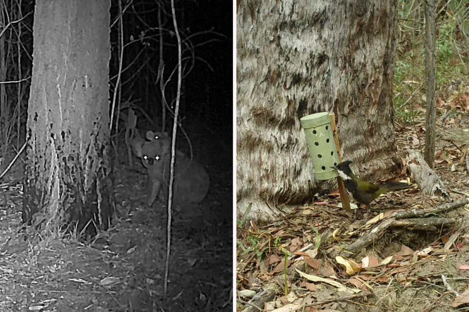 Left: A mother koala with a baby on her back at night. Right: A bird caught on a trail camera at Crows Nest.