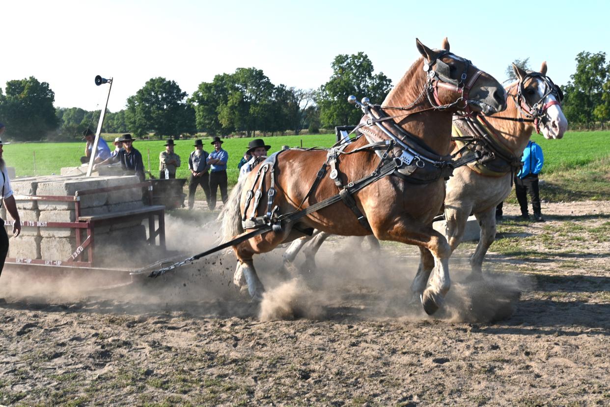 Teams of two Amish draught horses compete to see which can pull the heaviest load the farthest.