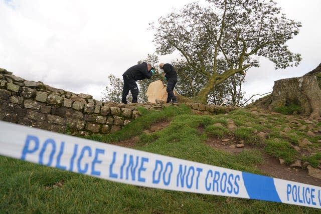 Sycamore Gap tree felled