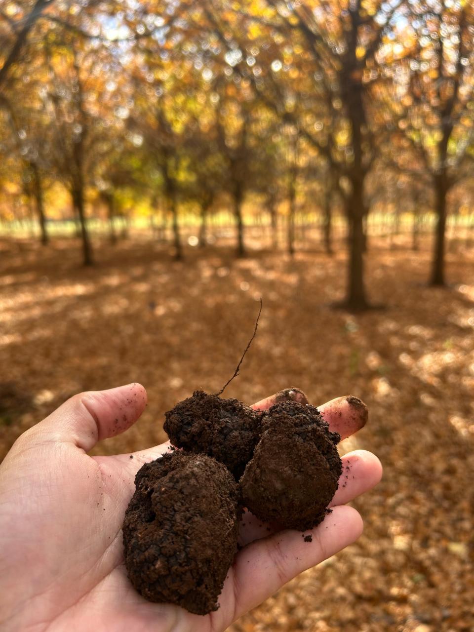 Truffles found at The Truffle Farm in Tasmania, Australia.