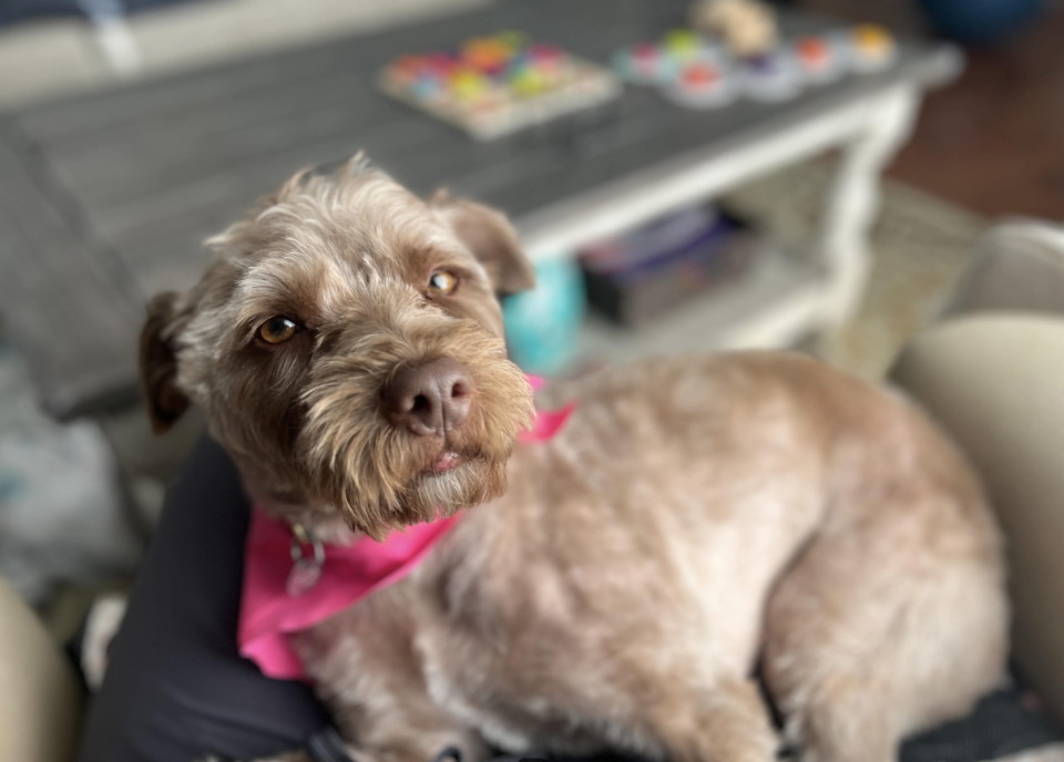 Dog with a pink bandana sitting on a couch, looking up with a toy in the background