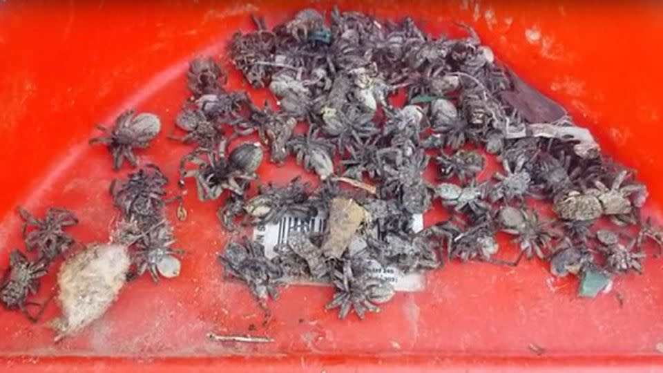 Dozens of the spiders played dead in a bucket giving the teacher the heebie jeebies. Photo: YouTube