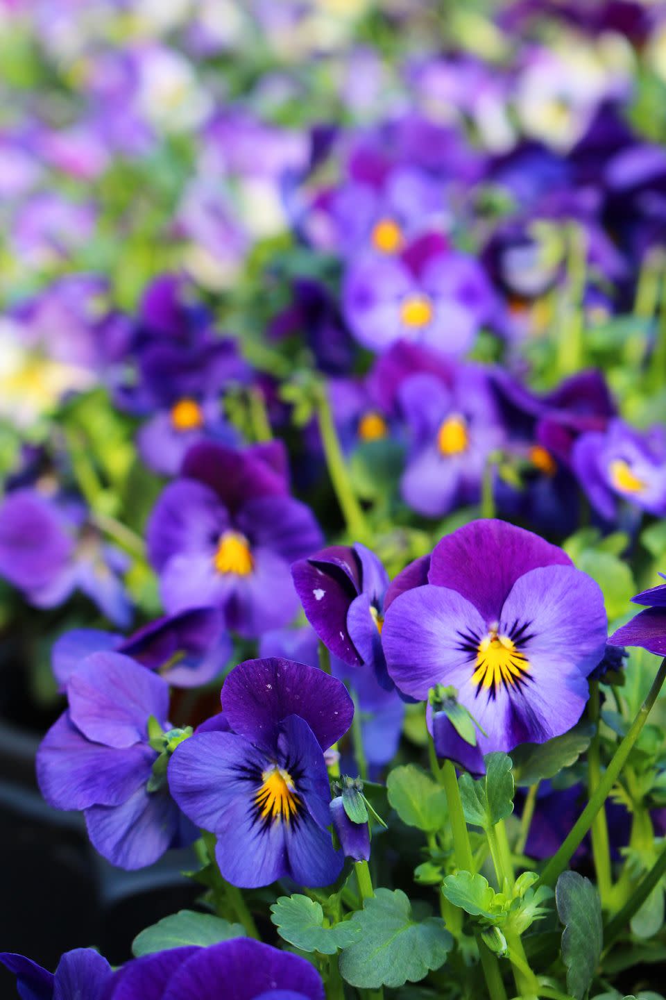 closeup of purple flowering plants