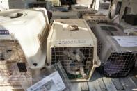 Dogs from the Front Street Animal Shelter sit in crates in Sacramento, California, ahead of a flight of 50 dogs to a no-kill shelter in Idaho, December 9, 2013. REUTERS/Max Whittaker