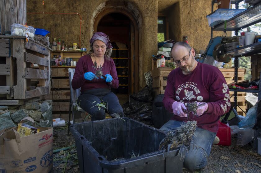 GARBERVILLE, CA - October 31, 2022 - Sunnabis Farm partners Wendy Kornberg, left, and James Beurer, right, trim freshly harvested cannabis for flash freezing Monday, Oct. 31, 2022 in Garberville, CA.(Brian van der Brug / Los Angeles Times)