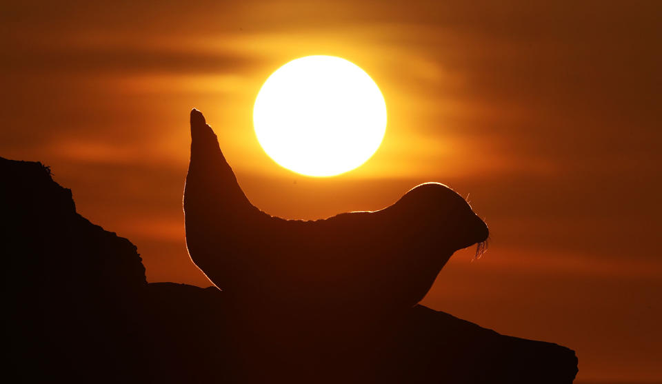 Seal in morning sun