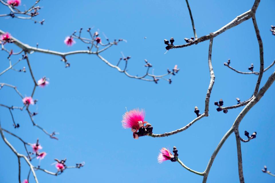 A shaving brush tree blooms March 29 at Phipps Plaza Park.