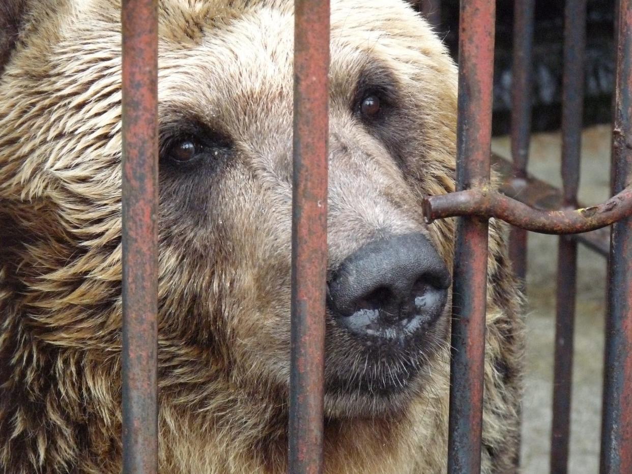 The bears will be moved from behind bars to a specially created home in Yorkshire: Yorkshire Wildlife Park