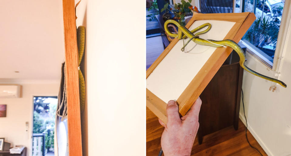 A green tree snake trapped behind a picture frame at a home at The Gap.