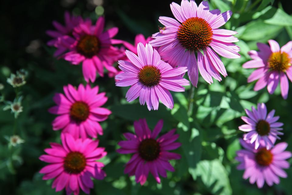 Coneflowers add a pop of color to any garden.